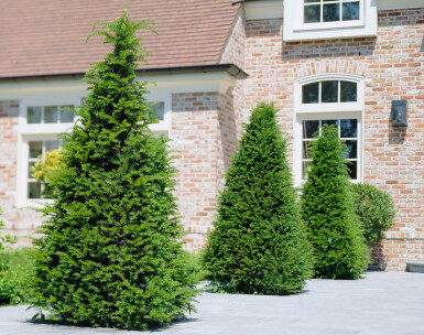 Taxus Baccata 100-120 cm