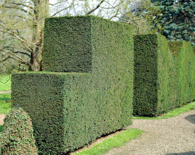 Taxus Baccata 100-120 cm