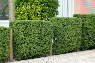 Taxus Baccata 100-120 cm
