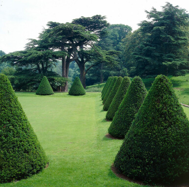 Taxus Baccata 100-120 cm