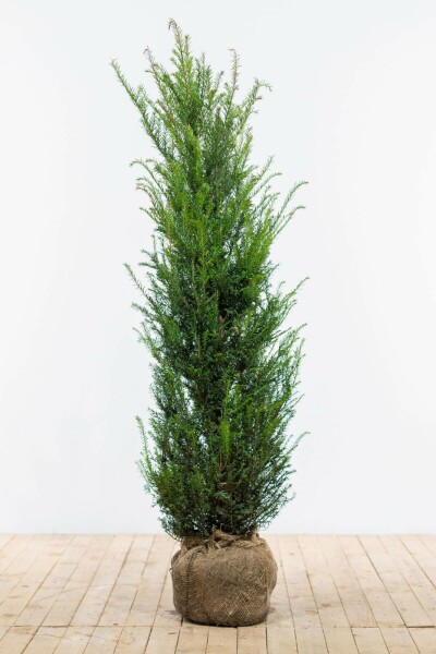 Taxus Baccata