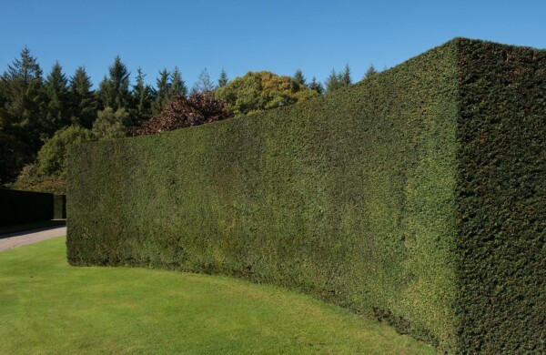 Taxus Baccata 120-140 cm