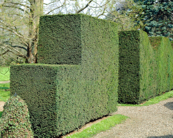 Venijnboom Taxus baccata Haag 120-140 Kluit