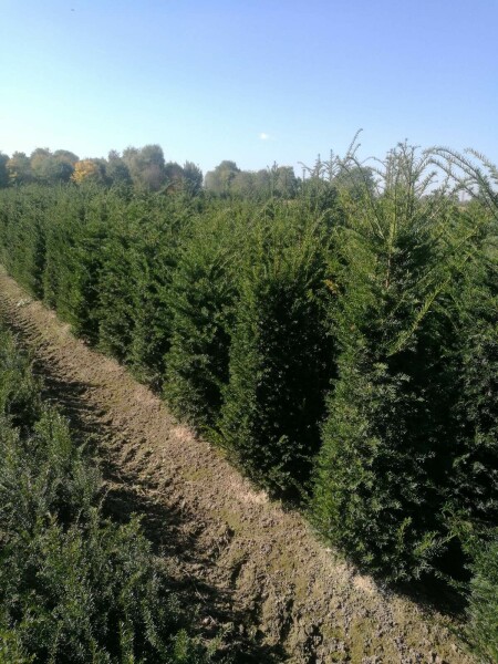 Venijnboom Taxus baccata Haag 120-140 Kluit