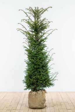 Taxus Baccata