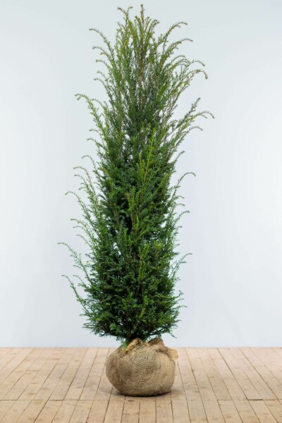 Taxus Baccata 180-200 cm