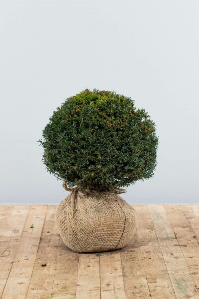 Taxus Baccata Bol 30-40 cm