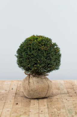 Venijnboom Taxus baccata Bol 30-40 Kluit Taxus Baccata Bol 30-40 cm