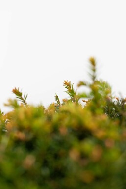 Taxus Baccata Bol 30-40 cm