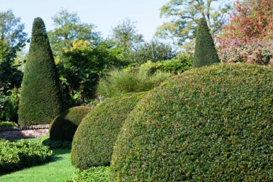 Taxus Baccata Bol 30-40 cm