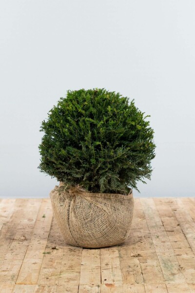 Taxus Baccata Bol 40-50 cm