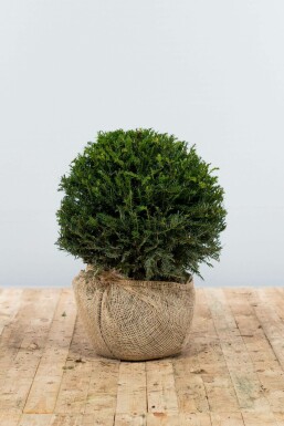 Taxus Baccata Bol 40-50 cm
