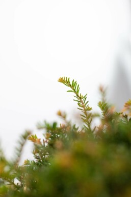 Taxus Baccata Bol 40-50 cm