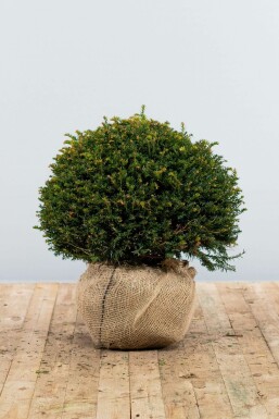 Taxus Baccata Bol 50-60 cm