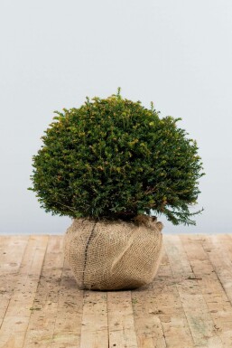 Taxus Baccata Bol