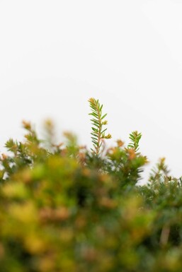 Venijnboom Taxus baccata Bol 50-60 Kluit