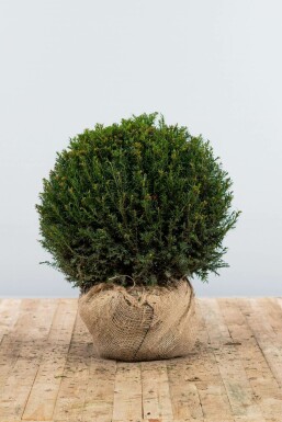 Taxus Baccata Bol 60-70 cm