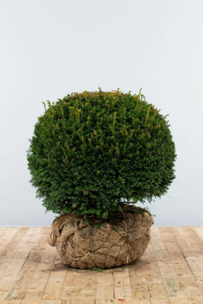 Taxus Baccata Bol 70-80 cm