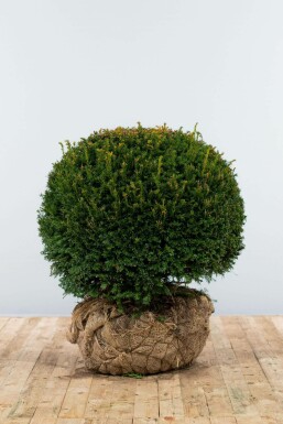 Taxus Baccata Bol 70-80 cm