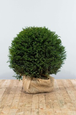 Taxus Baccata Bol 80-90 cm