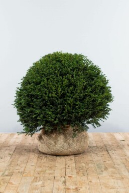 Taxus Baccata Bol 90-100 cm