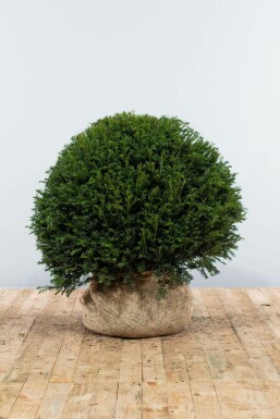 Taxus Baccata Bol