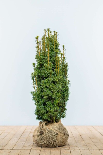 Taxus Baccata David 60-80 cm