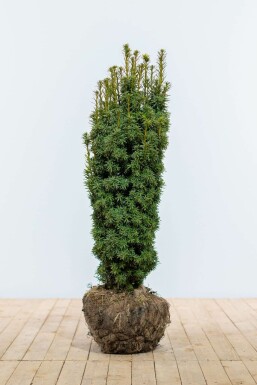 Taxus Baccata David 80-100 cm