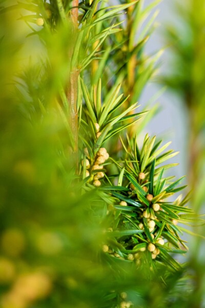 Taxus Baccata David 80-100 cm