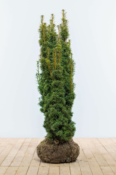 Taxus Baccata David 100-120 cm