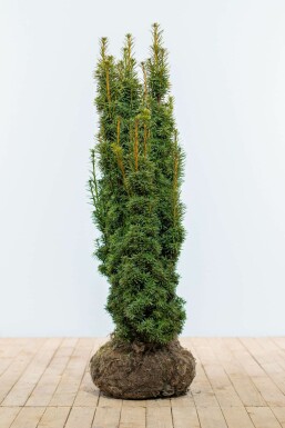 Taxus Baccata David 100-120 cm