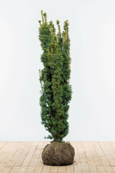 Taxus Baccata David 120-140 cm