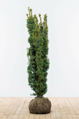 Taxus Baccata David 120-140 cm