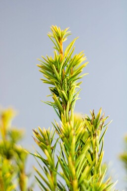 Taxus Baccata David 120-140 cm