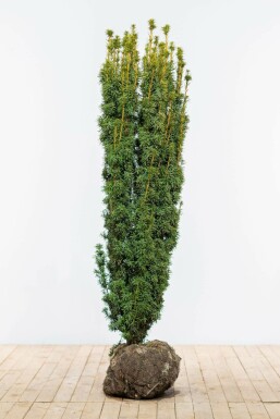 Taxus Baccata David 140-160 cm