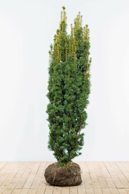Taxus Baccata David 160-180 cm