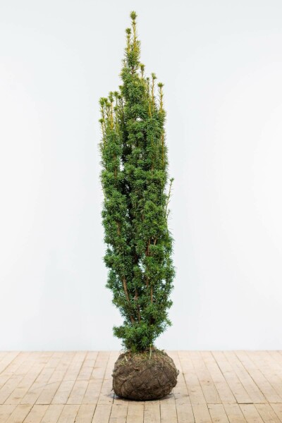 Taxus Baccata David 180-200 cm