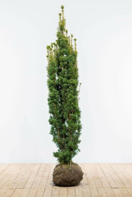 Taxus Baccata David 180-200 cm