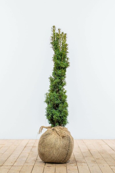 Taxus Baccata Fastigiata Aurea 60-80 cm