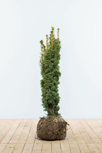 Taxus Baccata Fastigiata Aurea 80-100 cm