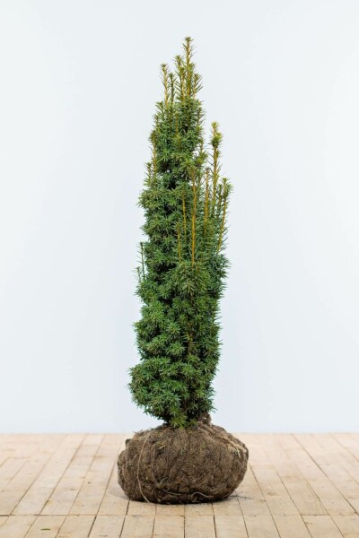 Taxus Baccata Fastigiata Aurea 100-120 cm