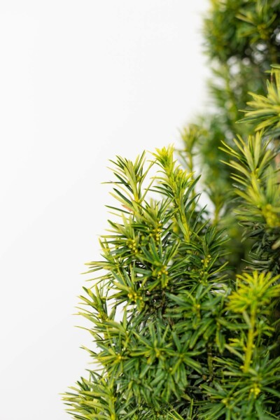 Taxus Baccata Fastigiata Aurea 100-120 cm