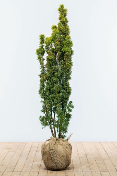 Taxus Baccata Fastigiata Aurea 120-140 cm