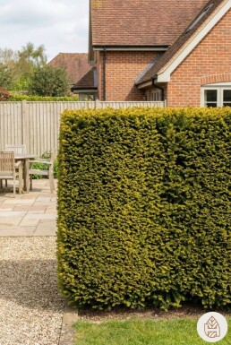 Taxus Baccata Fastigiata Aurea 120-140 cm