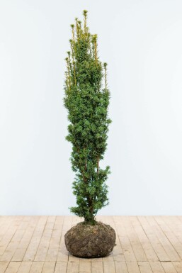 Taxus Baccata Fastigiata Aurea