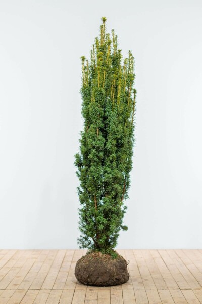 Taxus Baccata Fastigiata Aurea 160-180 cm