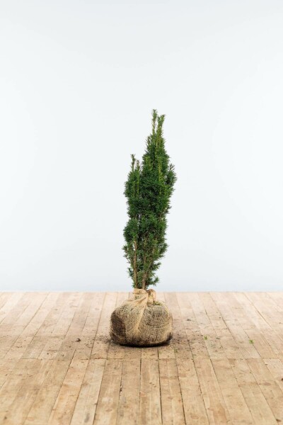 Zuiltaxus Taxus Baccata Fastigiata Robusta 60-80 cm