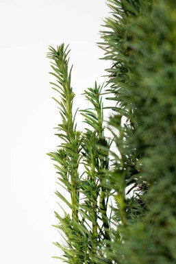 Zuiltaxus Taxus Baccata Fastigiata Robusta 60-80 cm