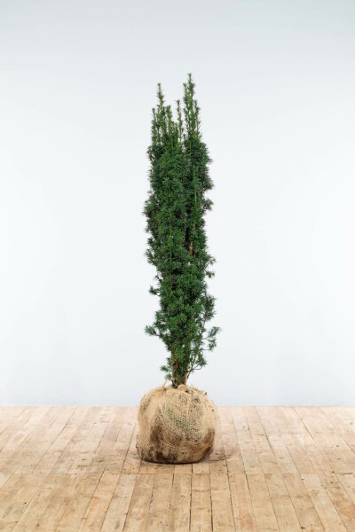 Zuiltaxus Taxus Baccata Fastigiata Robusta 120-140 cm