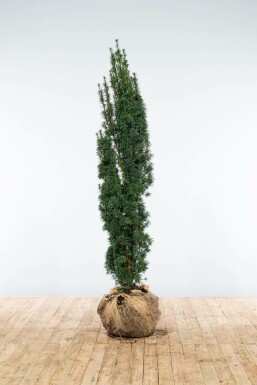Zuiltaxus Taxus Baccata Fastigiata Robusta 140-160 cm